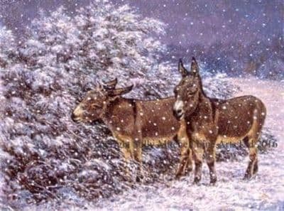 Donkey Christmas Cards 'Slim Pickings' by Roy Miller C466X