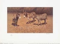 Donkey Limited Edition Print 'Donkey Serenade' by Frank Wright