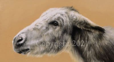 Donkey Limited Edition Print 'The Carrot Chaser'  by Mary Herbert