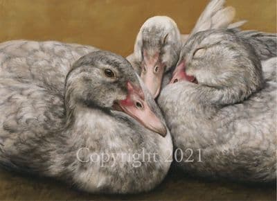 Duck Limited Edition Print 'Slumber Party'  by Mary Herbert