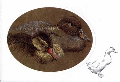 Duckling Blank Greetings Card 'Study Of Ducklings' by Malcolm Coward CE23