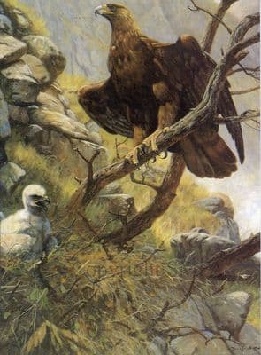 Eagle Blank Greetings Card 'The Eagles Eyrie' by John Trickett B130