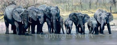 Elephant Limited Edition Print 'A Quiet Drink' by Pip McGarry
