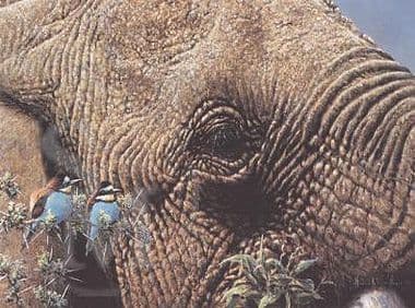 Elephant Limited Edition Print 'As High As An Elephants Eye' by Michael Kitchen-Hurle