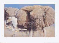 Elephant Limited Edition Print 'Make Way' by Michael Kitchen-Hurle