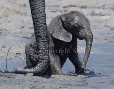 Elephant Limited Edition Print 'Taking a Dip' by Pip McGarry