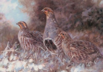 English Partridge Blank Greetings Card by John Trickett