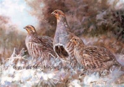 English Partridge Christmas Cards 'English Partridge' by John Trickett C415X