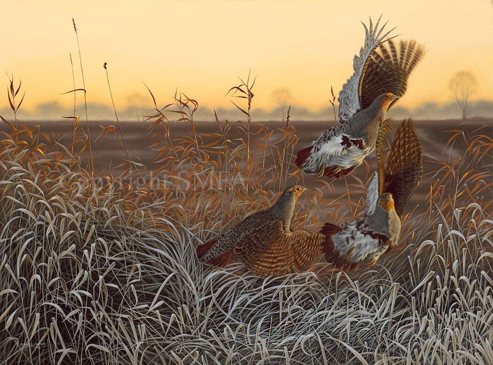 English Partridge Limited Edition Print Flushed by Steven Lingham