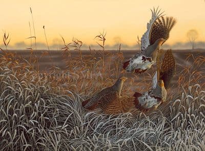 English Partridge Limited Edition Print 'Flushed' by Steven Lingham