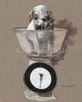 English Pointer Puppy Limited Edition Print ' The Weight Watcher' by Amelia Siddle