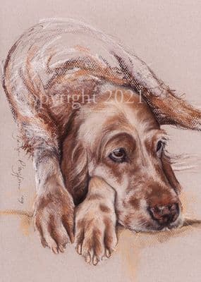 English Setter Limited Edition Print 'English Setter' by Denise Playfair
