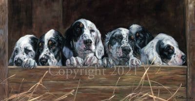 English Setter Limited Edition Print 'English Setter Pups' by John Trickett