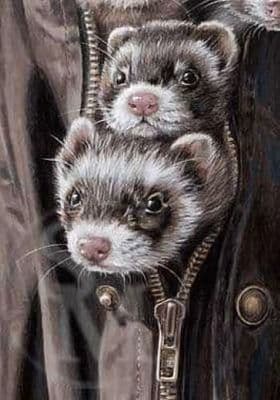 Ferrets Blank Greetings Card 'All Zipped Up' by Paul Doyle C348