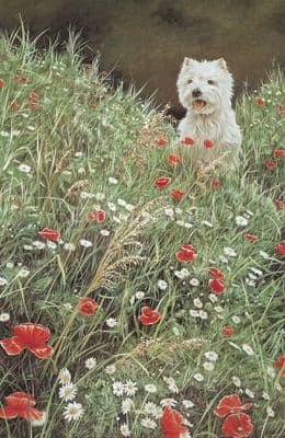 Field of Dreams' Westie Print by Paul Doyle