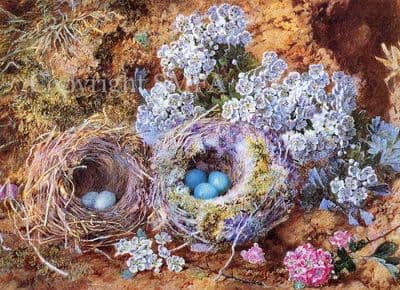 Flower Blank Greetings Card Birds 'Birds Nest with Flowers' by Alexandro van Alto B162