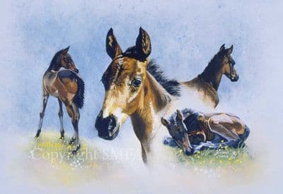 Foal Blank Greetings Card 'The Youngster' by Margaret Hawkes B161
