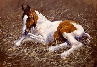 Foal Blank Greetings Card 'Youth' by Malcolm Coward B5