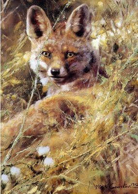Fox Blank Greetings Card 'Amongst the Dandelions' by Mick Cawston B107