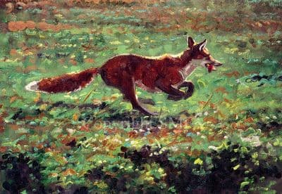 Fox Blank Greetings Card 'Can't Catch Me' by Malcolm Coward