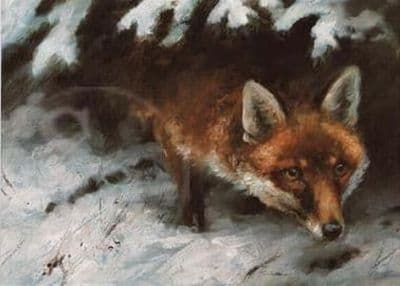 Fox Blank Greetings Card 'Charlie' by Mick Cawston C13