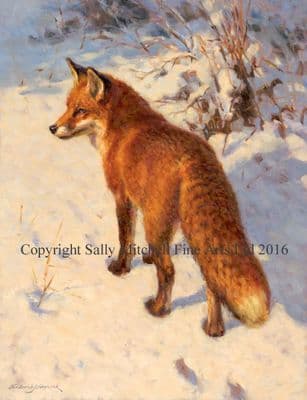 Fox Blank Greetings Card 'Footprints in the Snow' by Frederick Haycock C434