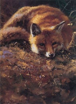 Fox Blank Greetings Card 'Reynard' by Mick Cawston C78