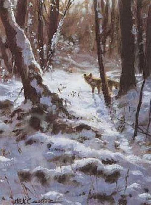 Fox Blank Greetings Card Winter Fox by Mick Cawston B154