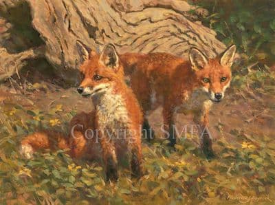 Fox Limited Edition Canvas Print 'Fox Cubs' Canvas Print by Frederick Haycock