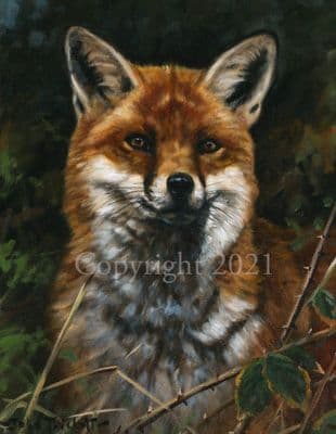 Fox Limited Edition Print  'A Picture of Innocence' by John Trickett