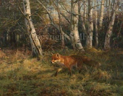 Fox Limited Edition Print 'Charlie's Day Out' by Frederick Haycock