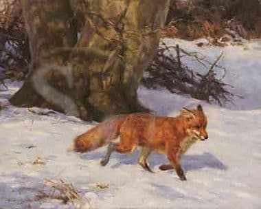 Fox Limited Edition Print 'Foxtrot' by Frederick Haycock