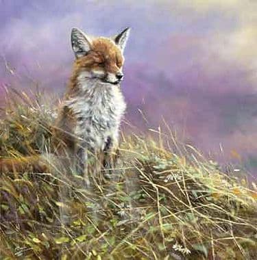 Fox Limited Edition Print 'Sunbathing' by Paul Doyle