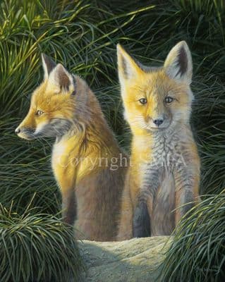 Fox Limited Edition Print 'The Golden Hour' by Ben Waddams