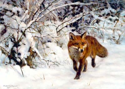 Fox Wildlife Pack of 10 Christmas Cards Winter Fox by Fred Haycock C456X