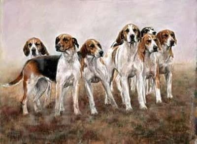 Foxhound Blank Greetings Card 