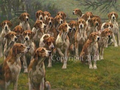 Foxhound Limited Edition Print 'Full Attention!' by Frederick Haycock