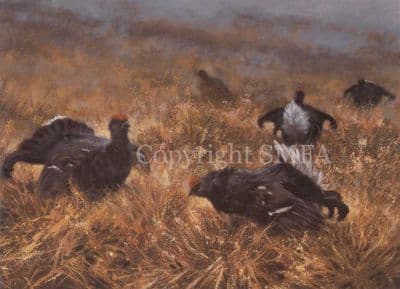 Game Bird Blank Greetings Card 'Black Game' by Mick Cawston C15