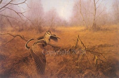 Game Bird Limited Edition Print 'Woodcock Over Bracken' by Julian Novorol