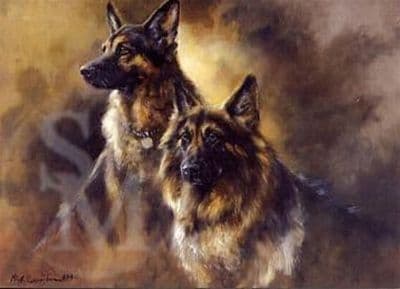 German Shepherd Blank Greetings Card 'Long Haired GSD's' by Mick Cawston C133