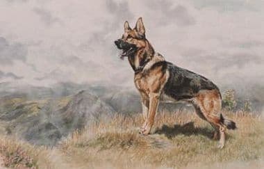 German Shepherd Limited Edition Print 'Master Of All He Surveys' by Jo Campin