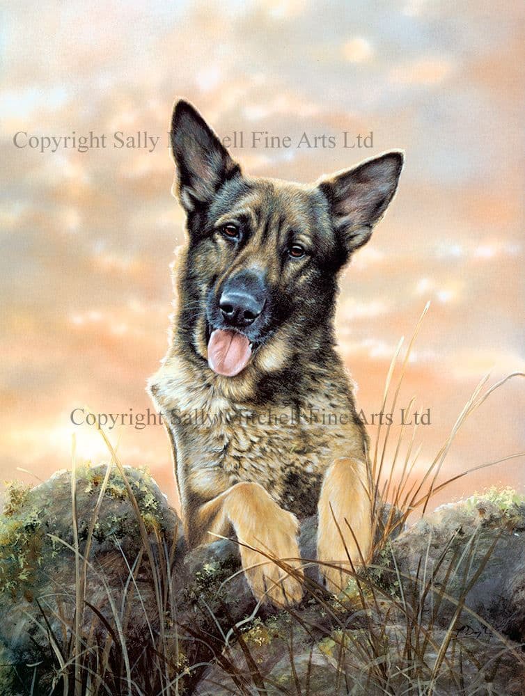 German Shepherd Limited Edition Print Shepherds Delight by Paul Doyle