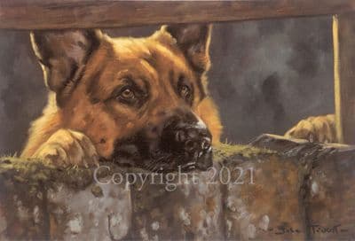 German Shepherd Limited Edition Print 'The Look Out' by John Trickett