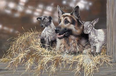 German Shepherd Limited Edition Print 'The Shepherd' by Paul Doyle