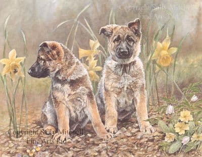German Shepherd Puppy Limited Edition Print 'Springtime' by Jo Campin