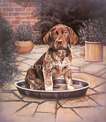 German Short-haired Pointer Puppy Limited Edition Print 'Dog's Dinner' by Johanna Dowell
