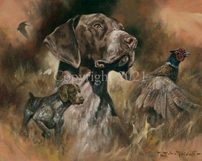 German Shorthaired Pointer Limited Edition Print 'GSP Composite' by John Trickett
