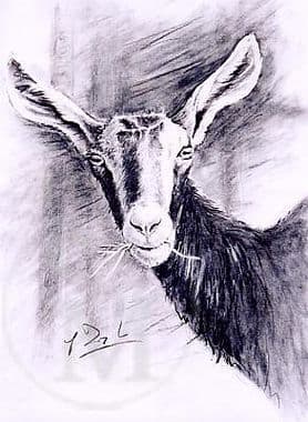 Goat Original Charcoal Drawing 'Study of a Goat' by Paul Doyle