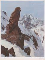 Golden Eagle Ex-Display Mounted Print by John Trickett