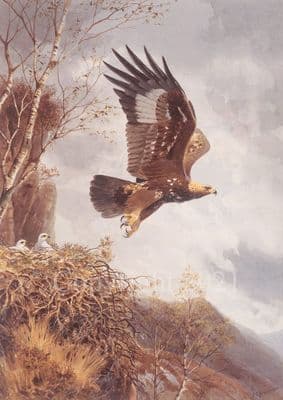Golden Eagle Open Edition Print 'Golden Eagle' by J C Harrison